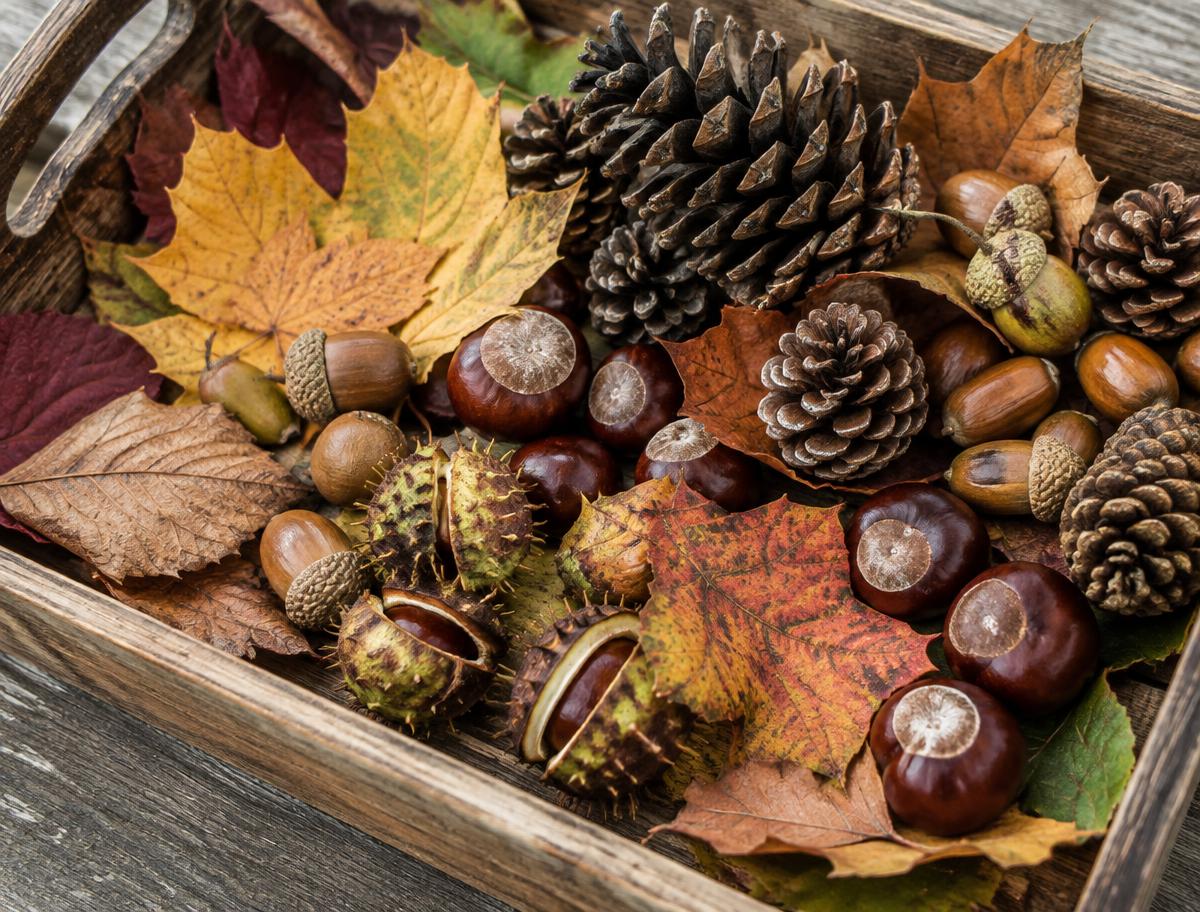 Natural treasures on a wooden sensory tray